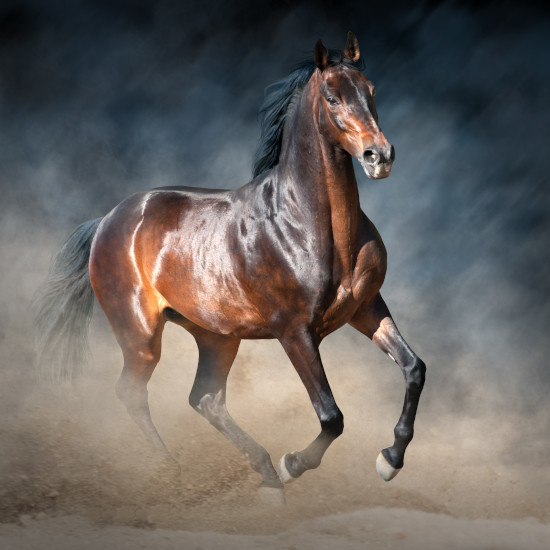 cheval (sur le thème du)